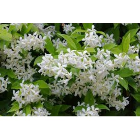 Star Jasmine